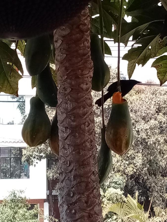 Posada Peregrinus Lima Luaran gambar
